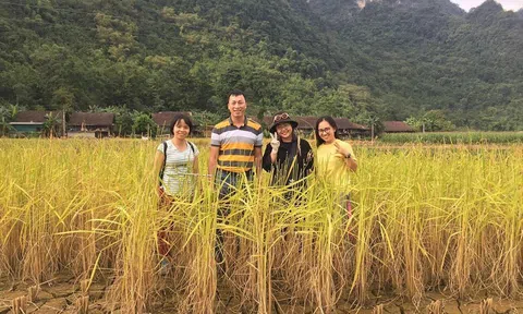 Tìm giải pháp giảm thiểu asen trong lúa gạo