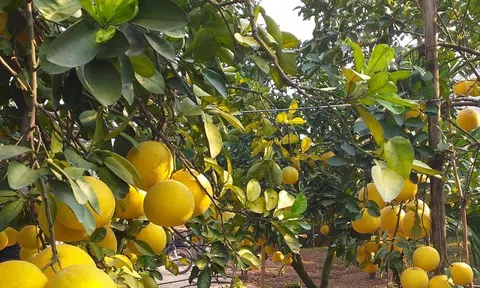 Nâng cao giá trị kinh tế từ trồng bưởi Diễn