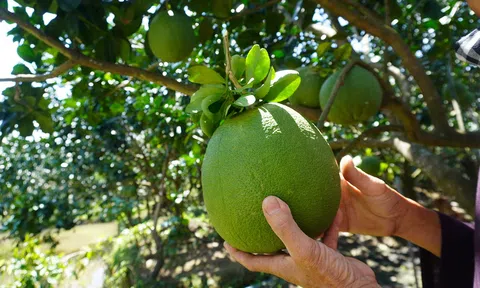 Tiền Giang: Nhà vườn chủ động nguồn trái cây phục vụ thị trường Tết 2023