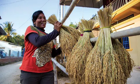 Gạo đặc sản Campuchia giành giải Nhất cuộc thi gạo ngon thế giới năm 2022