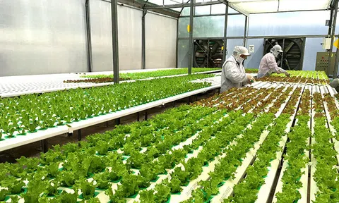 Ban Chỉ đạo các Chương trình mục tiêu quốc gia giai đoạn 2021-2025  ban hành Kế hoạch chuyển đổi số trong xây dựng Nông thôn mới