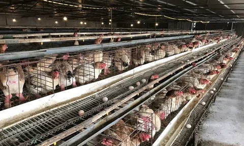 Hưng Yên: Vợ chồng 8X làm giàu từ nghề nuôi “gà tiến Vua”