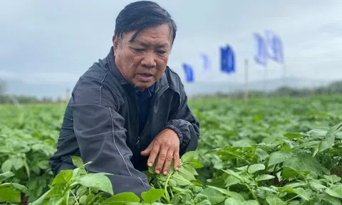 Triển vọng hợp tác phát triển ngành hàng rau quả