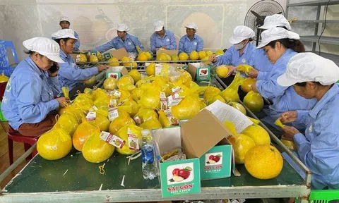 Hòa Bình: Xuất khẩu lô bưởi Diễn đầu tiên sang Vương quốc Anh