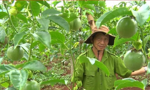 Khâu quản lý và cấp mã vùng trồng chanh leo gặp nhiều khó khăn