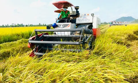 Giá gạo xuất khẩu của Việt Nam tăng tuần thứ 3 liên tiếp