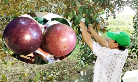 Đặc sản vú sữa tím Sóc Trăng xuất khẩu sang thị trường Mỹ