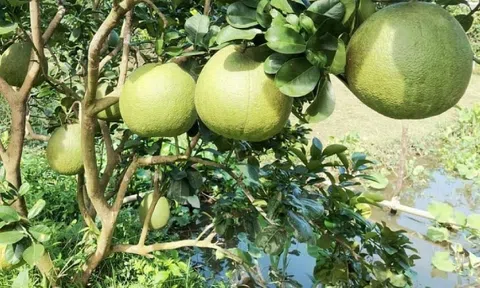 Bến Tre: Giá bưởi da xanh bất ngờ giảm mạnh, nông dân thấp thỏm thua lỗ