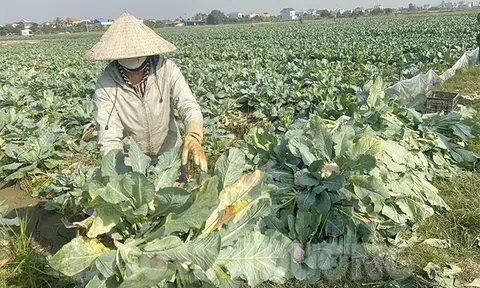 Nông dân Hải Dương đau xót tự tay chặt bỏ súp lơ của Công ty Phù Sa