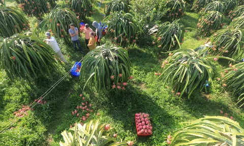 Tiền Giang: Giá thanh long tăng kỷ lục, nông dân bội thu dịp Tết