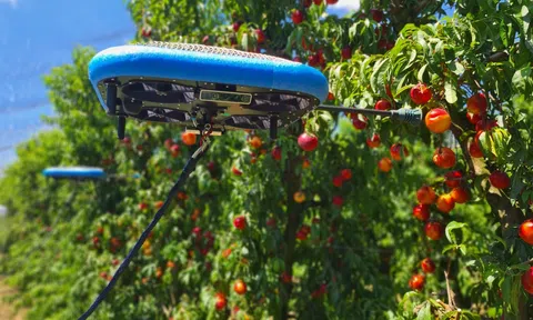 Robot bay giúp thu hoạch hoa quả thay sức người