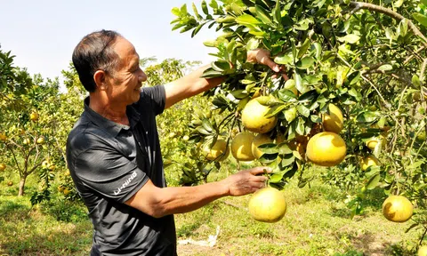 Thái Nguyên: thêm 40 ha bưởi được cấp chứng nhận VietGAP