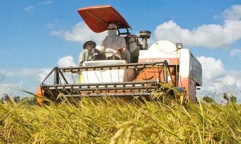 Hà Nội: Giảm diện tích đất trồng lúa, gia tăng giá trị canh tác