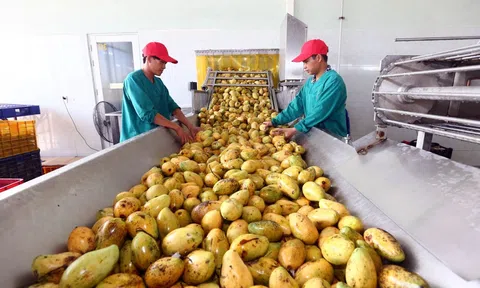 Dự báo xuất khẩu rau quả có thể đạt 4 tỷ USD trong năm 2023