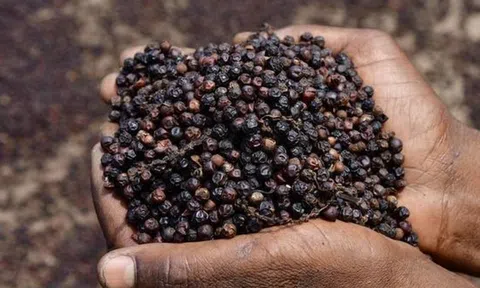 Việt Nam dẫn đầu thế giới về xuất khẩu hồ tiêu
