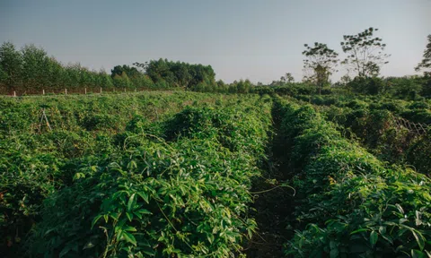 Trồng sâm Nam núi Dành, nông dân Bắc Giang thu tiền tỷ mỗi năm