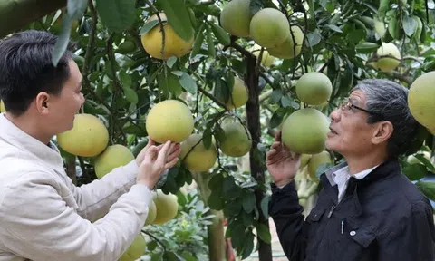 Đón xuân no đủ, trù phú nhờ sản vật hữu cơ