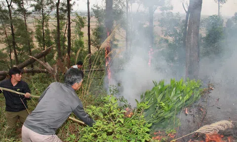 Hơn 1,1 triệu ha rừng bị thiệt hại trong năm 2022