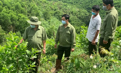 Đắk Lắk: Tăng cường công tác quản lý, bảo vệ và phát triển rừng trên địa bàn