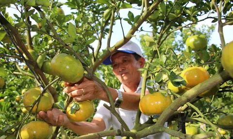 Đồng Tháp: Nâng cao giá trị quýt hồng Lai Vung