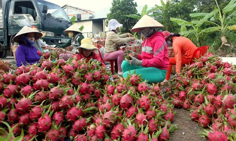 Giá thanh long xuất khẩu tăng gấp 3 lần