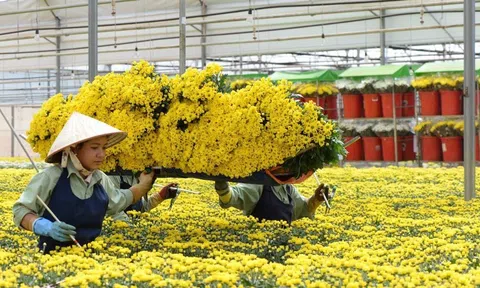 Khoảng 17 triệu sản phẩm hoa sẽ cung ứng cho dịp Tết Nguyên đán 2023
