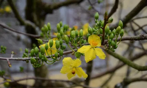 Thị trường hoa mai Tết trầm lắng, nhà vườn tìm giải pháp cắt lỗ