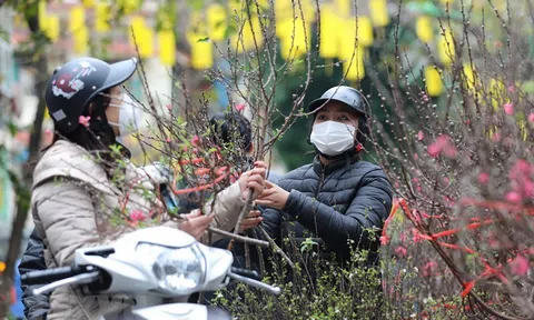 Hải Dương: Giá các loại hoa Tết tăng khoảng 10% so với năm ngoái