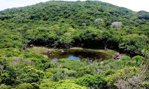 Bảo tồn, phát triển bền vững cây dược liệu quý