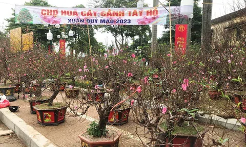 Thị trường hoa, cây cảnh Tết ảm đạm vì sức mua yếu