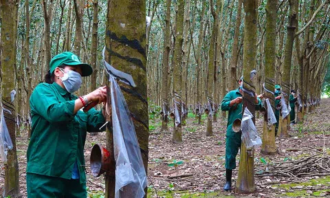 Giá thu mua mủ cao su biến động những ngày đầu năm