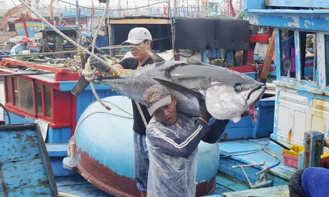 Lần đầu tiên cá ngừ Việt Nam trở thành ngành hàng giá trị tỷ USD