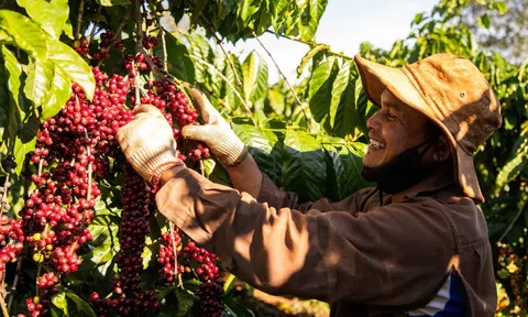 Vai trò "trụ đỡ bảo hiểm" của ngành nông nghiệp cho nền kinh tế về mặt xã hội