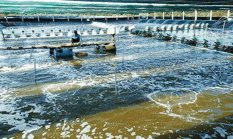 Ngành tôm cần ‘biết người, biết ta’ trước sức ép cạnh tranh từ Ấn Độ và Ecuador