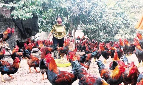 Bắc Giang: Nuôi gà ăn sâm thịt thơm ngọt lợi nhuận cao