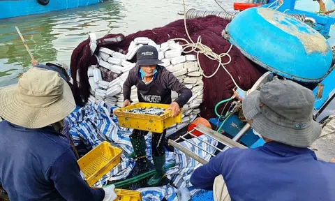 Ngư dân rộn ràng "mùa biển mới", vui mừng trúng "lộc biển" đầu năm