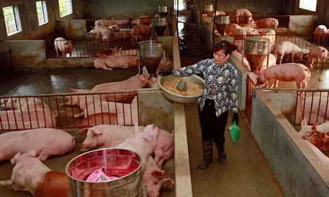 Hà Nội: Cần tháo điểm “nghẽn” lớn trong sản xuất chuỗi liên kết chăn nuôi