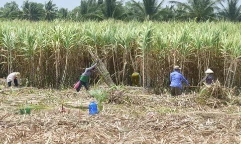 Hậu Giang với nỗi lo nguy cơ vỡ quy hoạch "thủ phủ" mía