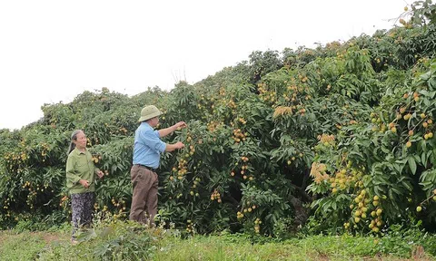 Tập trung sản xuất, quản lý mã vùng trồng vải thiều