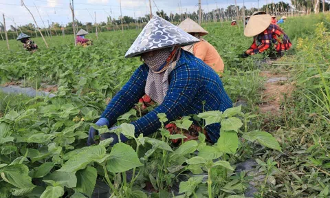 Hà Nội tích cực hướng đến sản xuất nông nghiệp xanh, kinh tế xanh