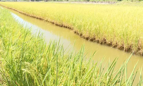 Bạc Liêu: Mô hình tôm sạch - lúa an toàn phát triển bền vững