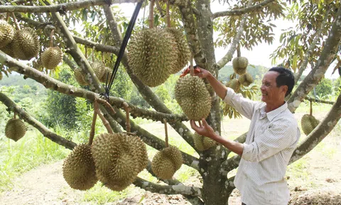 Sầu riêng khan hiếm, giá tăng cao kỷ lục dù đang vào vụ