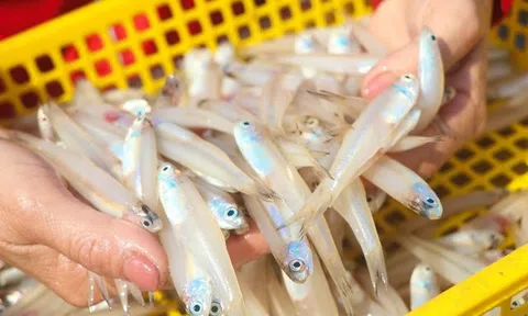 Ngư dân miền Trung trúng đậm “lộc biển” những ngày đầu xuân