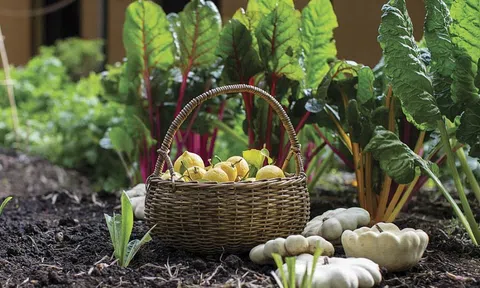 Tăng cường xúc tiến thương mại để mở rộng thị trường cho sản phẩm hữu cơ