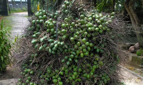 Thương lái Trung Quốc lại gom cau tươi, cơ quan quản lý khuyến cáo không ồ ạt trồng cau