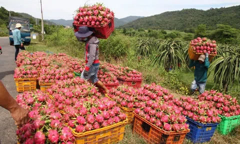 Trung Quốc mở cửa trở lại, giá thanh long tăng vọt