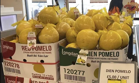 Bưởi Diễn Hòa Bình xuất khẩu chính ngạch đến Vương quốc Anh nhờ Hiệp định UKVFTA