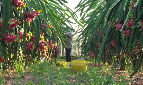 Cần xây dựng mã số vùng trồng, chuyển đổi số khi Nhật Bản từ chối nhập khẩu thanh long