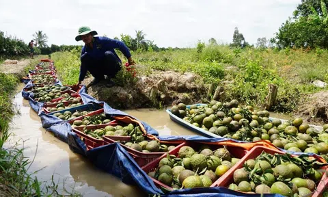 Cam sành rớt giá kỷ lục chỉ 1.000 đồng/kg, nông dân "ngậm trái đắng" đành bán lỗ