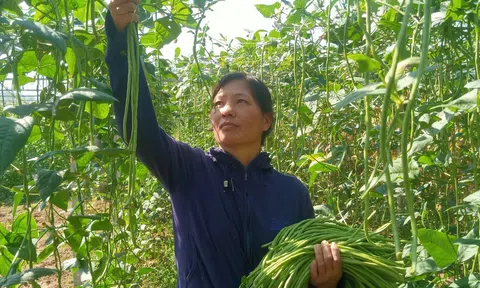 Lào Cai: 7,5 tấn đậu đũa ngâm muối đầu tiên của huyện Bảo Thắng sẽ được xuất khẩu sang Nhật Bản